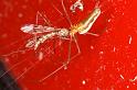 Tetragnatha_montana_D4865_Z_88_Les Gris_Frankrijk